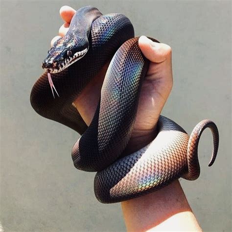 formosan odd-scaled snake